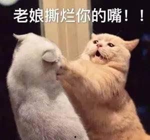 娱乐吃瓜君猫猫